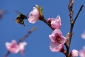 C'est le printemps